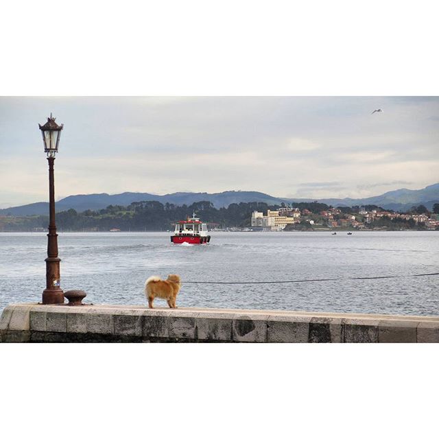  Yo también quiero ir en la lancha.#barco #perro #mar #dog #sea #landscape #paisaje