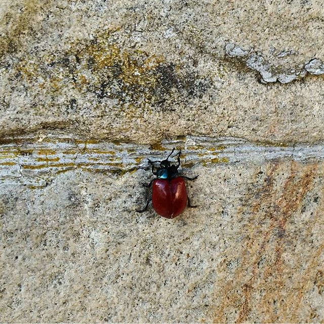  Os presento a una amiga