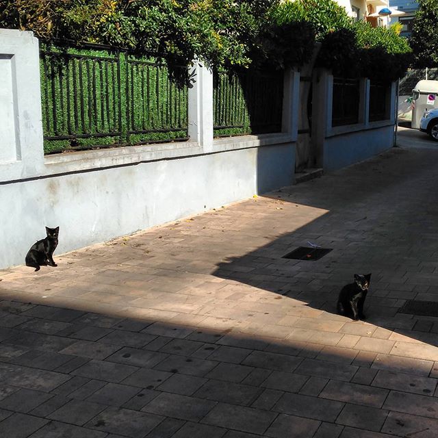  ¿que pasa si te encuentras 2 gatos negros en vez de 1¿