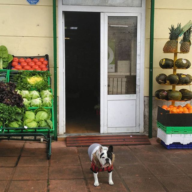  El perro y la tienda